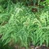 Japanese Painted Fern